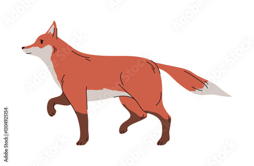 Portrait of carnivorous mammal, walking fox with furry coat and long tail. Vector wild personage, character with slim muzzle and small body. Forest woods animal, zoo park and fauna biodiversity