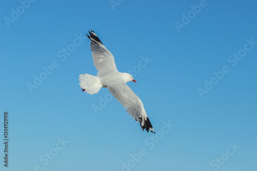 Seagull flying in blue sky photo