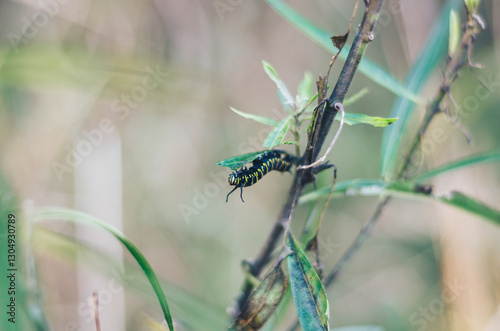 Monarch caterpillar feeding on leaves