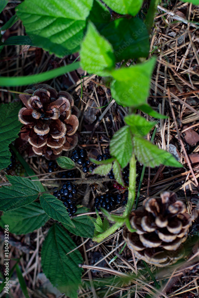 Pine cones and wild blackberries on a forest ground covered in pine needles Pine cones and wild blackberries on a forest ground covered in pine needles