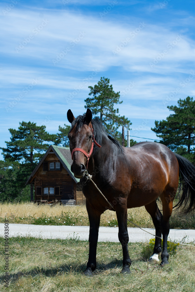 Brown horse in front of a wooden house in the pine trees Brown horse in front of a wooden house in the pine trees