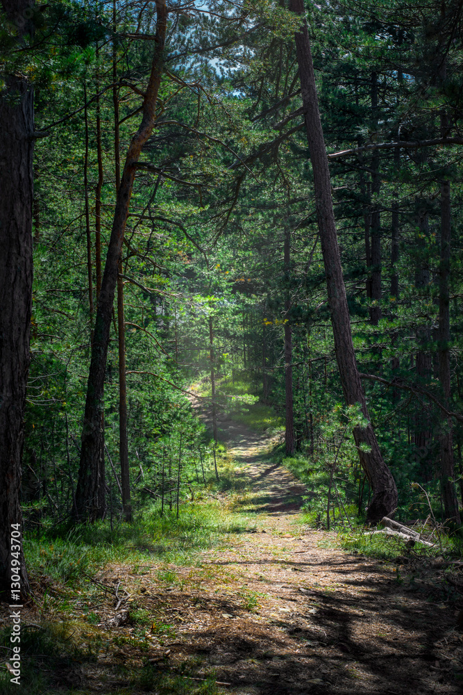 Bright footpath through a thick pine tree forest Bright footpath through a thick pine tree forest