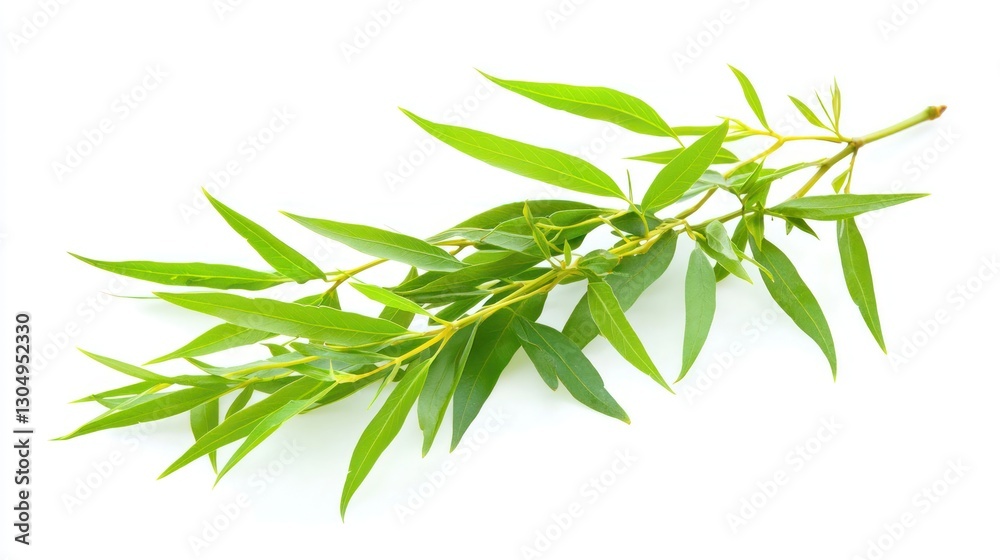 Fresh Green Branch, Isolated on White Fresh Green Branch, Isolated on White