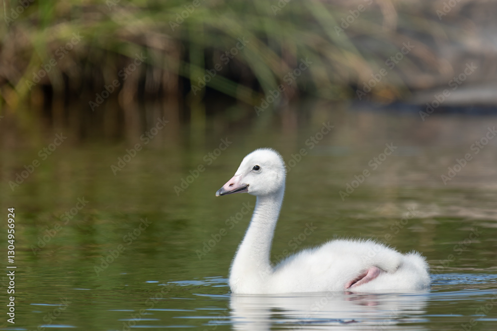 Fototapeta premium Young whooper swan cygnet gently swims in calm waters