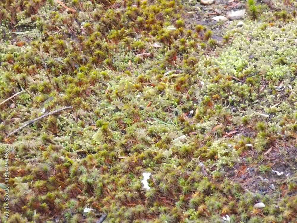 Obraz premium moss ground