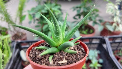 Haworthia succulents.Green cactus in a pot at the flower market.
