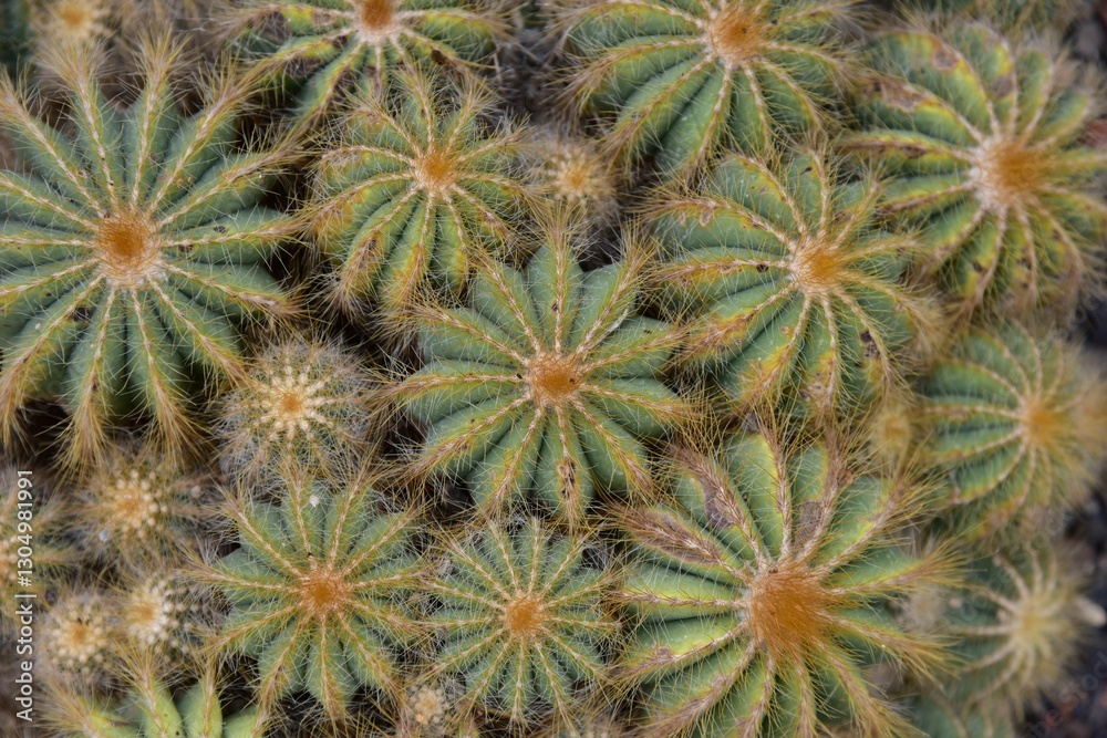 Close-up of green cacti with radial spines. Close-up of green cacti with radial spines.