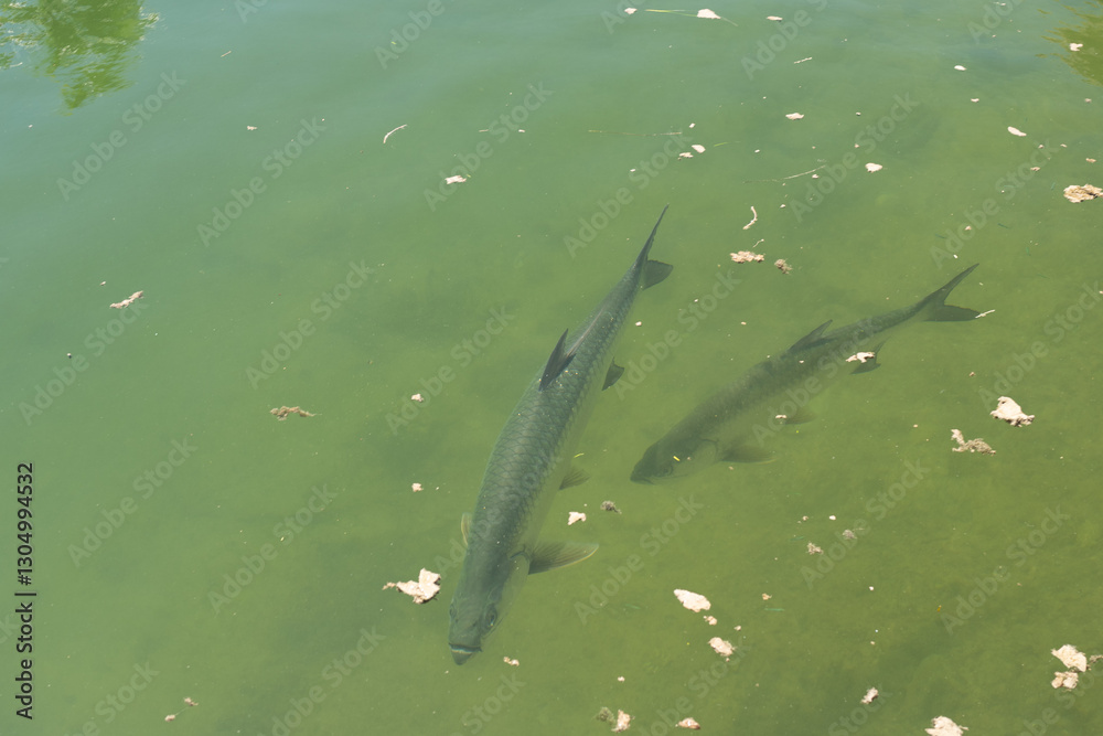 Obraz premium Large Tarpon fish swimming in the shallow and clear waters of the Florida Keys