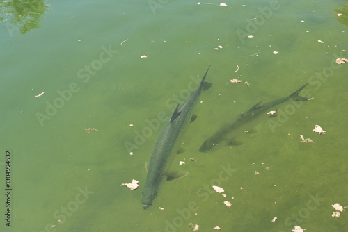 Large Tarpon fish swimming in the shallow and clear waters of the Florida Keys