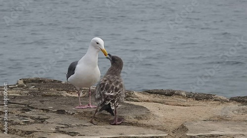 Wallpaper Mural 캘리포니아 갈매기 Torontodigital.ca