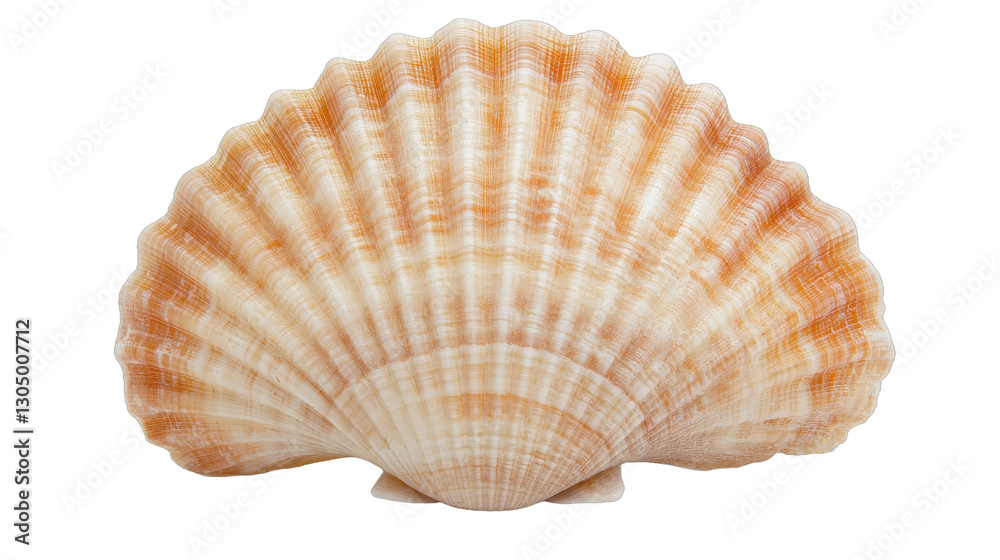 Delicate seashell with intricate ridges, soft beige and orange hues, perfect for coastal decor or nature-themed art. Isolated on white background or PNG Delicate seashell with intricate ridges, soft beige and orange hues, perfect for coastal decor or nature-themed art. Isolated on white background or PNG