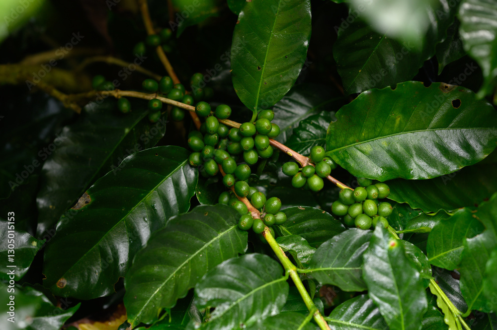Fototapeta premium Coffee beans borne on trees in farms and gardens, raw coffee beans in the growing season and drops of water in the morning.