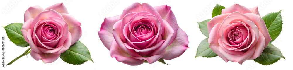 set of pink rose bloom (Hybrid Tea Rose, Floribunda, Grandiflora, Damask Rose, English Rose, Climbing Rose). PNG, isolated on transparent background with clipping path cutout. set of pink rose bloom (Hybrid Tea Rose, Floribunda, Grandiflora, Damask Rose, English Rose, Climbing Rose). PNG, isolated on transparent background with clipping path cutout.