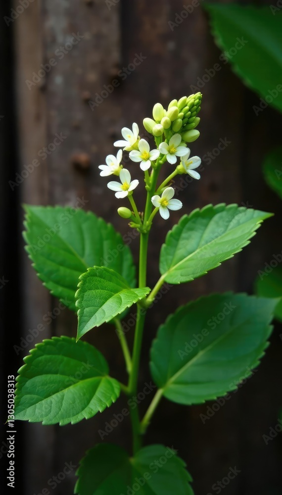 Branch of Acmella oleracea with small white flowers and green leaves against natural wood background, leaf, toothache, flora Branch of Acmella oleracea with small white flowers and green leaves against natural wood background, leaf, toothache, flora