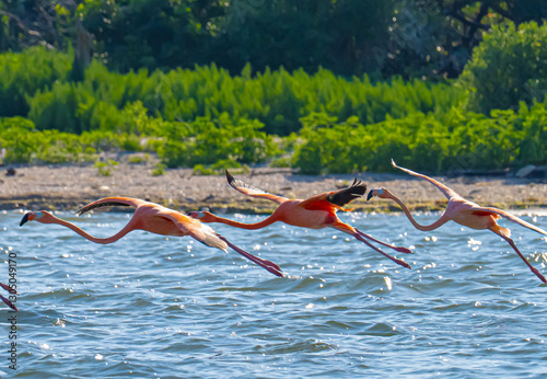 Flamingos in flight 