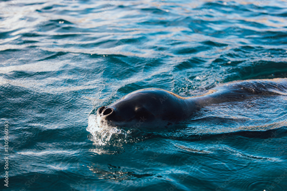 Fototapeta premium Leopard seal swimming in the ocean in Antartica on the hunt