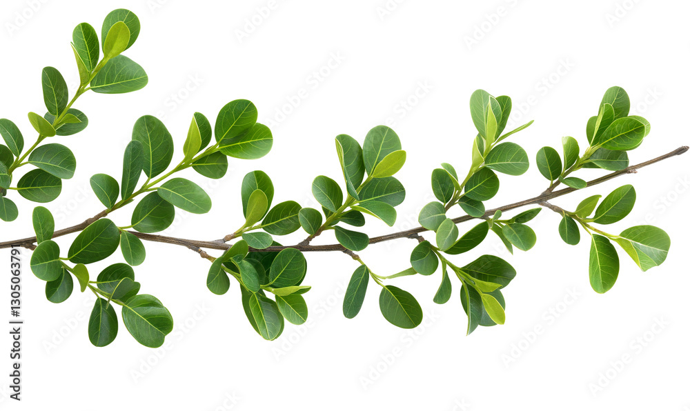 Realistic Green Leafy Tree Branch on Transparent Background – High-Resolution Botanical Element for Natural Design, Floral Decorations, and Eco-Friendly Projects Realistic Green Leafy Tree Branch on Transparent Background – High-Resolution Botanical Element for Natural Design, Floral Decorations, and Eco-Friendly Projects