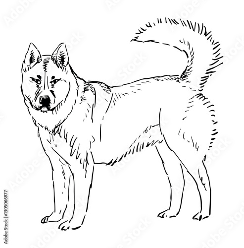 Contour hand drawing of one guard dog standing and looking, side view, realistic vector illustration