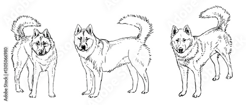 Contour hand drawings of guard dogs standing and looking, realistic vector illustration