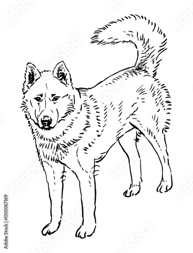 Outline hand drawing of one guard dog standing and looking, realistic vector illustration