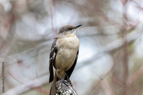 The northern mockingbird (Mimus polyglottos), bird commonly found in North America photo