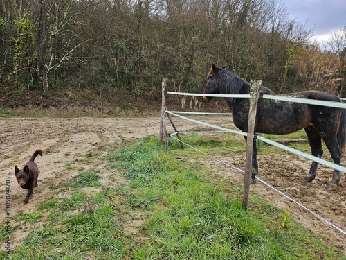 cavallo e cane sono amici