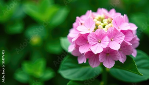 Soft pink Hydrangea blossoms with a prominent heart shape against a lush green background featuring subtle foliage, blooming plant, foliage, nature