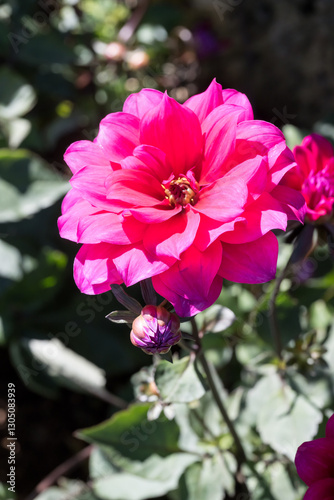 Beautiful dahlia flower in the park.