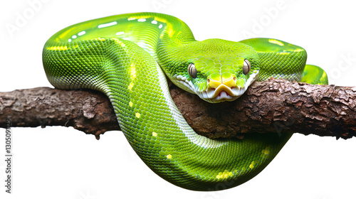 Emerald tree boa coiled around a branch, striking green snake, close up of a snake