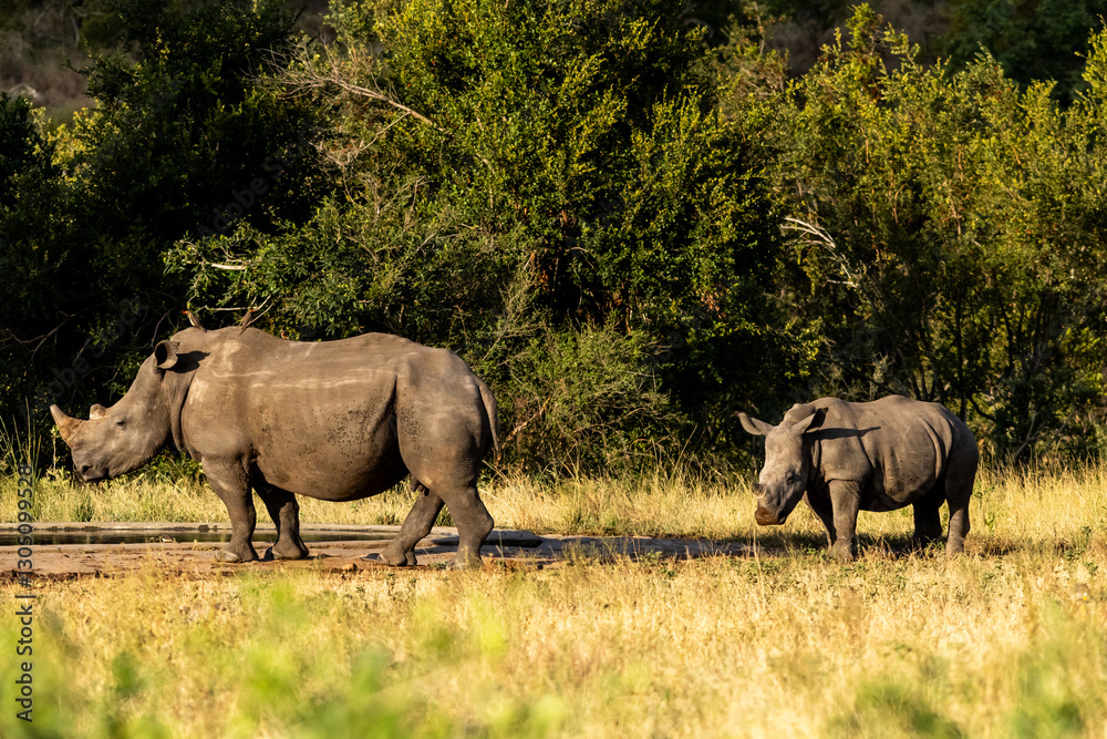Fototapeta premium A southern white rhino cow, with her calf behind her in the Kruger national Park, South Africa