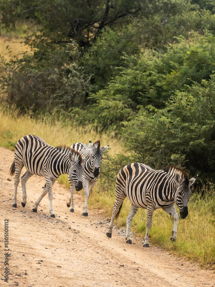 Obraz premium Three burchell’s zebras walking along the edge of a dirt road within the Kruger National Park in South Africa