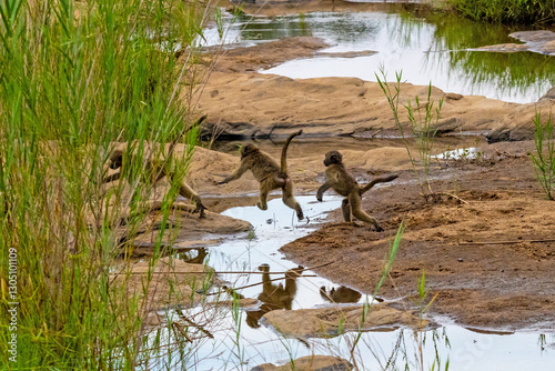 Photography A group of young chacma baboons playing and jumping over a stream in the Kruger