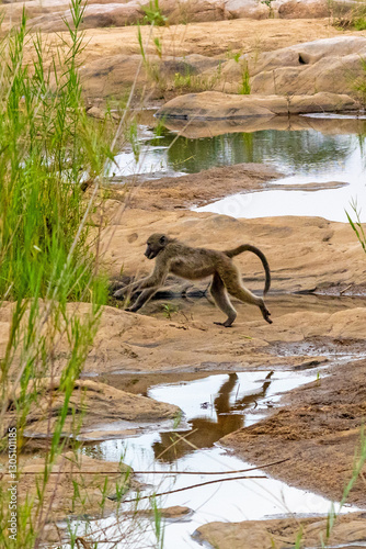 A young Chacma Babaoon, Papio Ursinus,  The Chacma Baboon is one of the world’s largest monkeys and occur in Southern Africa.