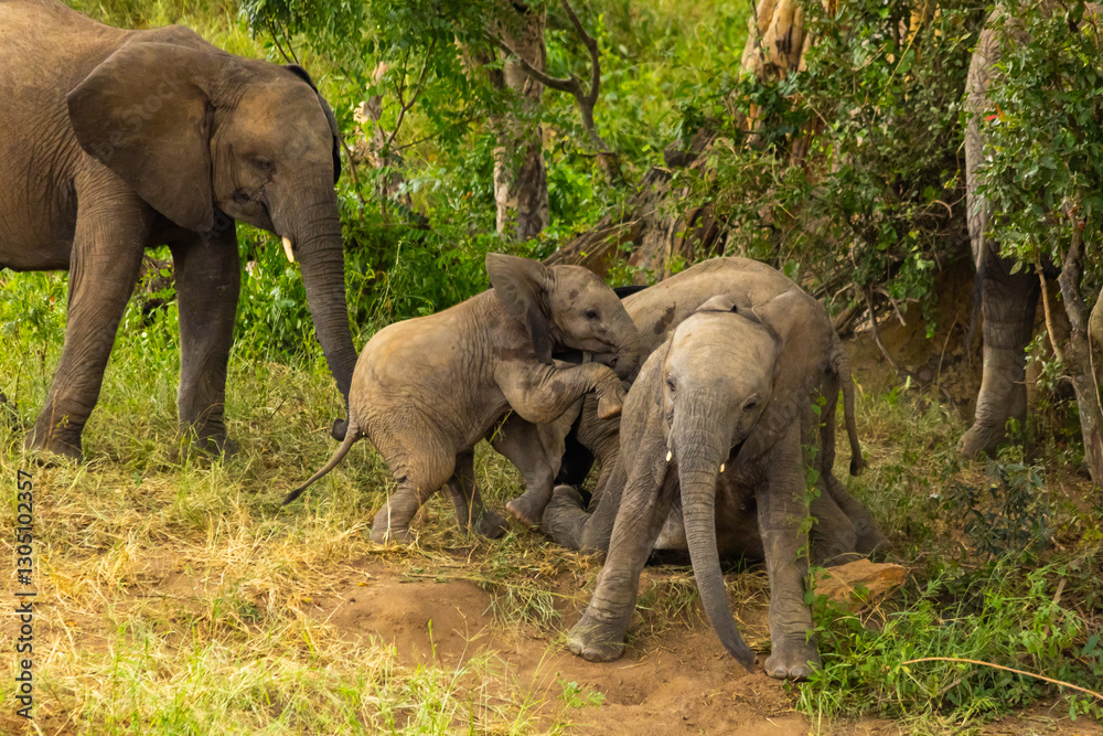 Fototapeta premium Three baby elephants (Loxodonta africana) playing