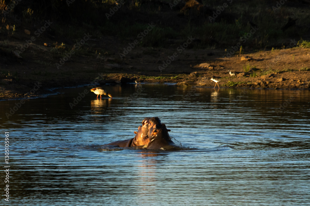 Fototapeta premium Young hippos (hippopotamus amphibius) play fighting as practice in a dam in the Kruger National Park of South Africa, in the golden light of the late afternoon,