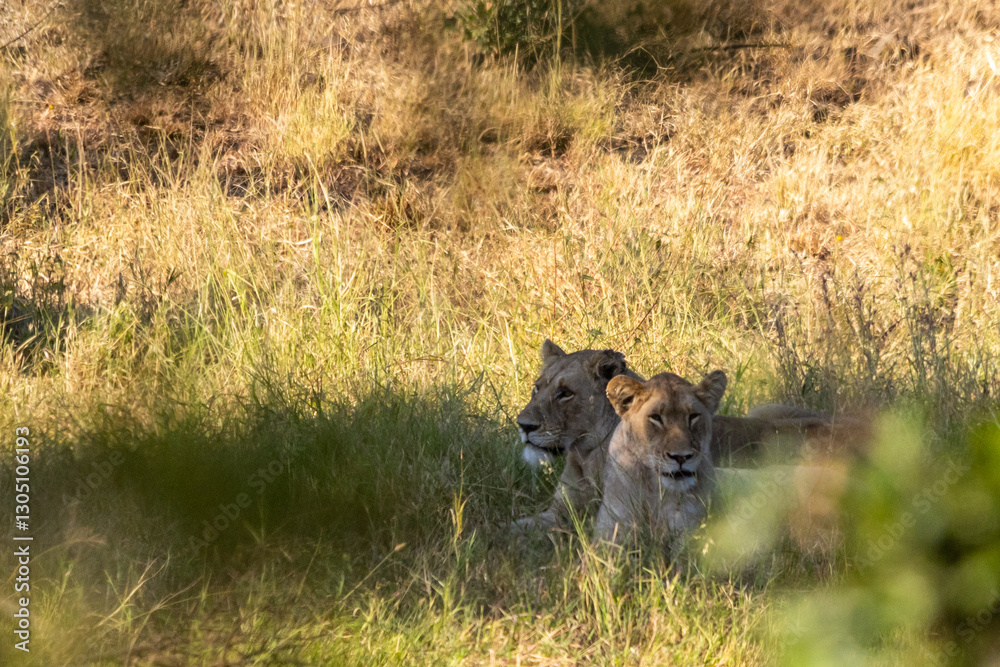 Obraz premium Two lionesses, laying in the shade in the wooded Savana of the Kruger National Park in South Africa.