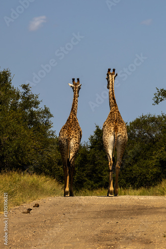 Back view of two giraffes walking away along a dirt road in the Kruger National Park in South Africa. photo