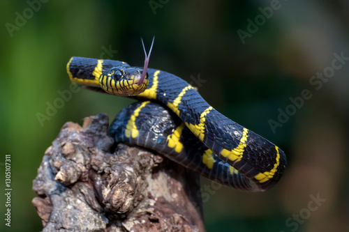 The gold-ringed cat snake in attacking position
