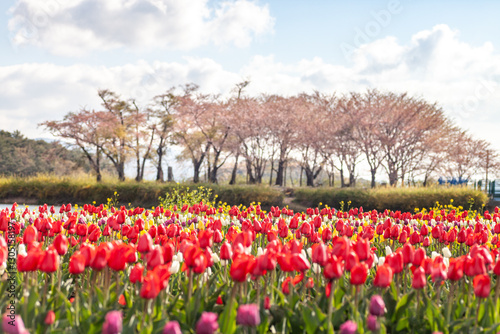 a view of a tulip-flowered garden