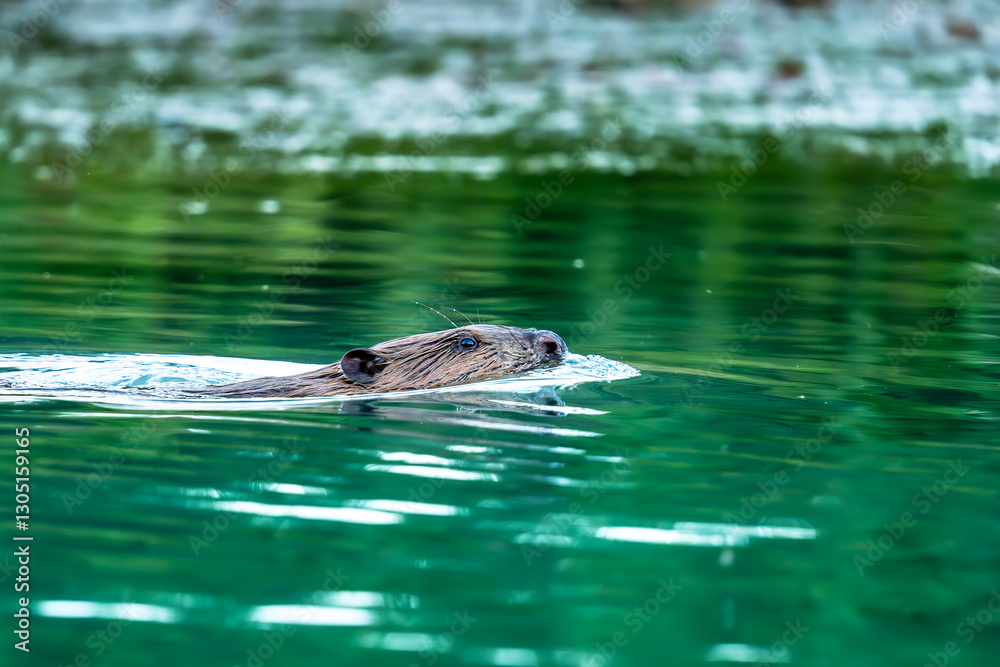 Fototapeta premium Castor en train de nager