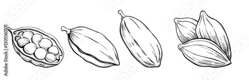 Cardamom spice sketch illustration, featuring pods and seeds in vintage style. Perfect for culinary designs, food packaging, botanical art, and herbal-themed projects.