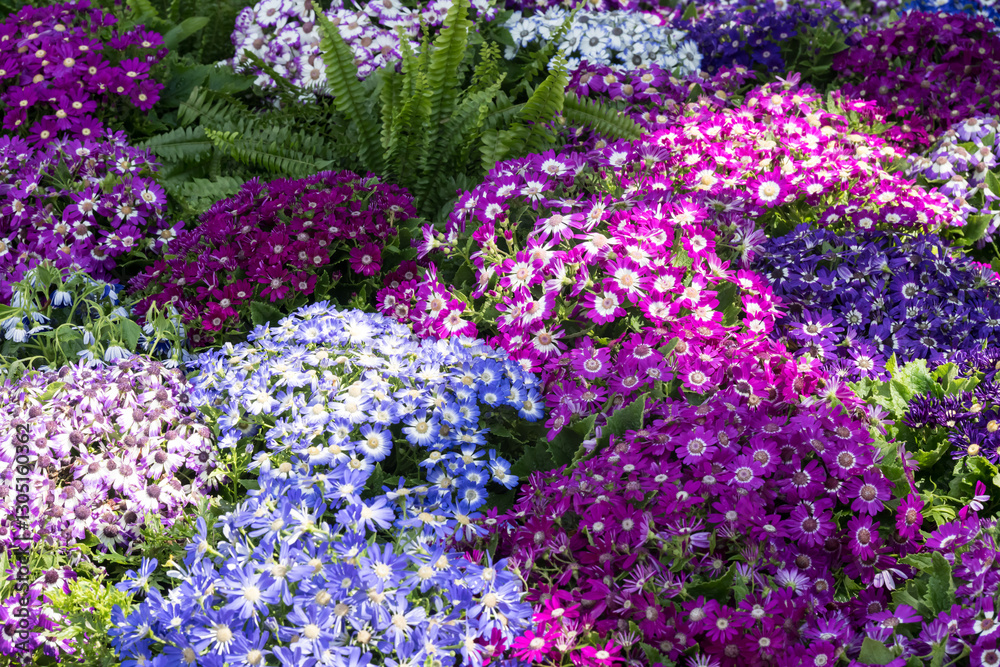 Obraz premium Beautiful Cineraria flowers.