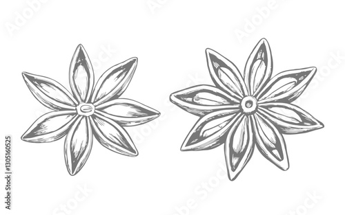 anise star sketch illustration, highlighting its distinct star-shaped design and intricate details. Perfect for botanical art, spice-themed projects, culinary designs, and herbal packaging.