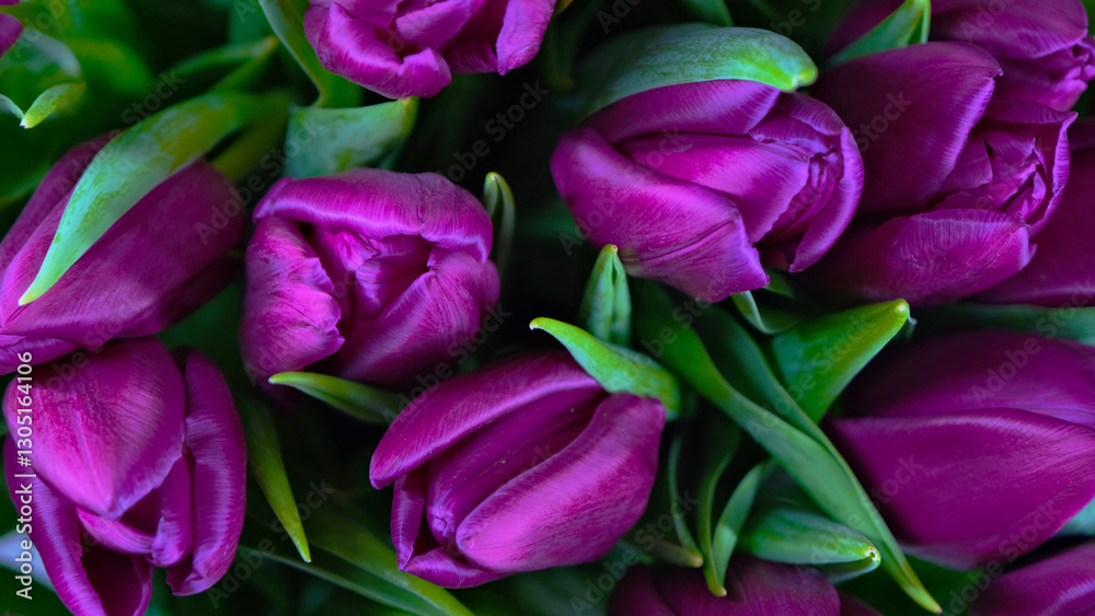 Lush purple tulips with green leaves in a close-up view for floral backgrounds, romantic designs, and spring-themed decorations Lush purple tulips with green leaves in a close-up view for floral backgrounds, romantic designs, and spring-themed decorations