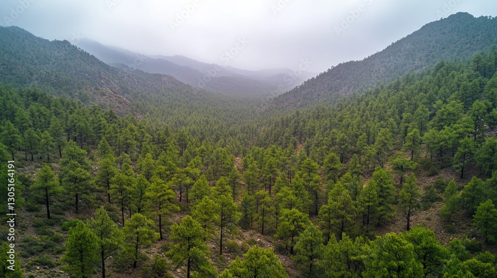 Fototapeta premium Misty Mountain Valley with Pine Forest