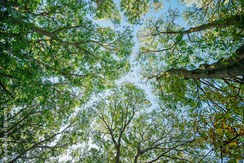 Wallpaper Mural Green treetop in summer morning, directly below Torontodigital.ca