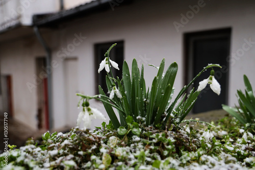 first spring flowers on house background, snowdrops in garden, sunlight. gentle white snowdrop flowers growth in snow. Beautiful spring natural background. early spring season concept