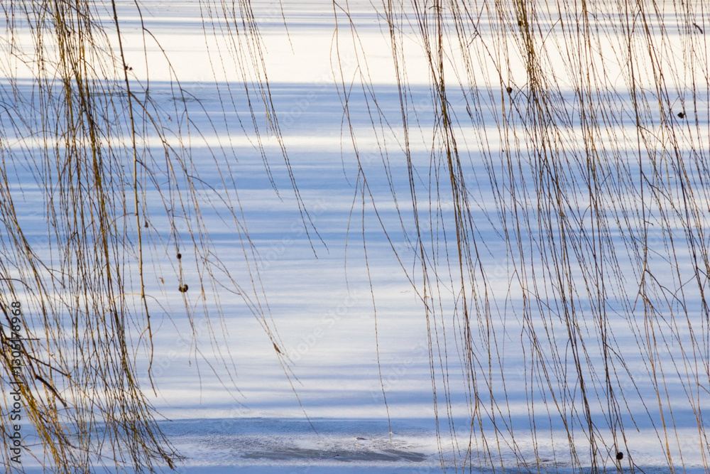 Frozen winter lake. Long shadows on the lake ice. Willow branches hang over the lake