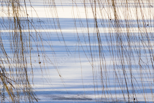 Obraz na płótnie Frozen winter lake. Long shadows on the lake ice. Willow branches hang over the lake w salonie