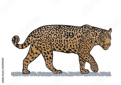 Vector drawing of Brazilian jaguar with transparent background.